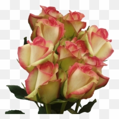 White Red Roses Bulk Roses For Sale - Transparent Multi Colored Roses Emoji,Sending Heart Emojis To Another Guy Vine