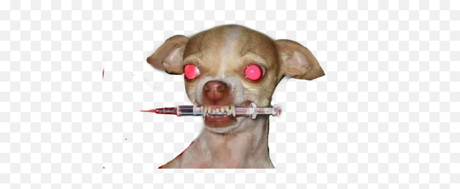 Dog Chihuahua Beast Strong Sticker - Evil Doggy Emoji,Syringe Emoji Meaning