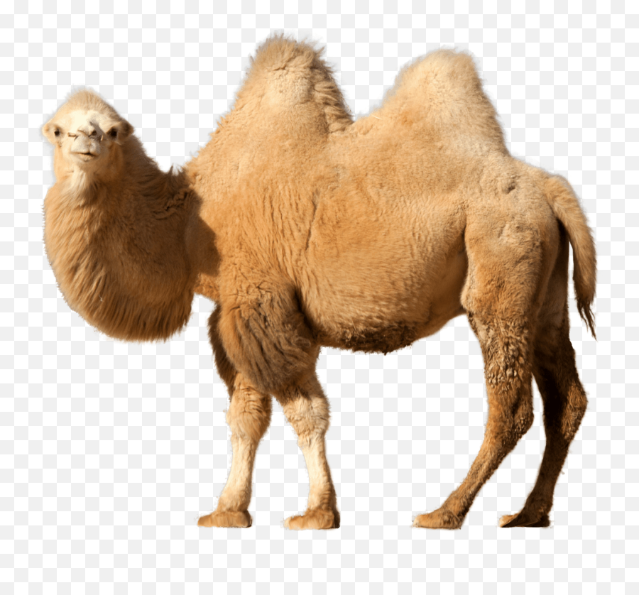 Camel Png Clipart 28 Image Download Vector Emoji,Camel Emoji