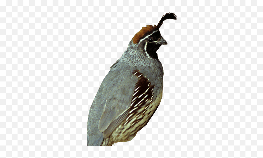 California Quail - Pear Shaped Bird Emoji,Quail Emoji