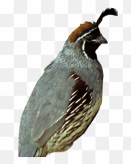 California Quail - Pear Shaped Bird Emoji,Quail Emoji
