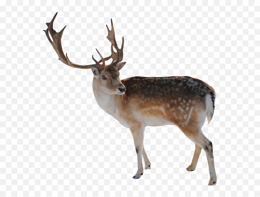 Reindeer - Reindeer Emoji,Whitetail Deer Emoji