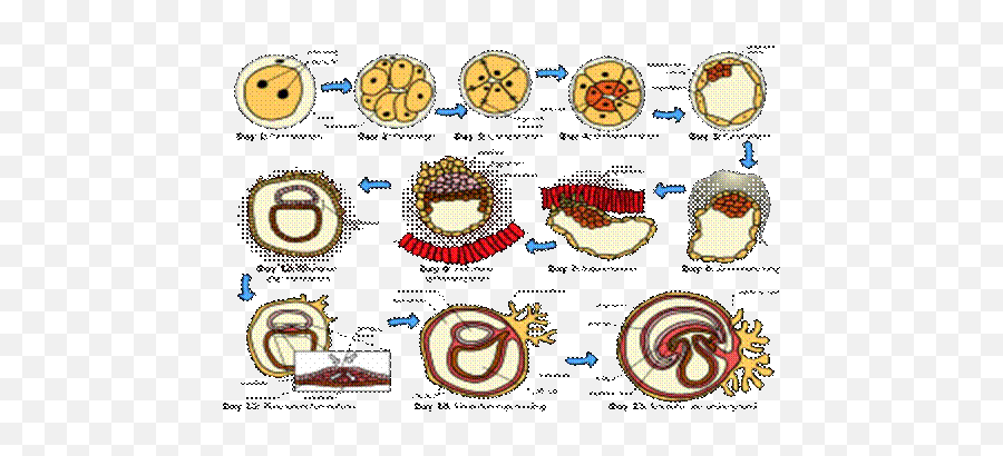 El Pictógrafo Muisca Y Su Contenido Página 2 - Monografiascom Development Of Zygote Emoji,Google Emoji Jewis Man