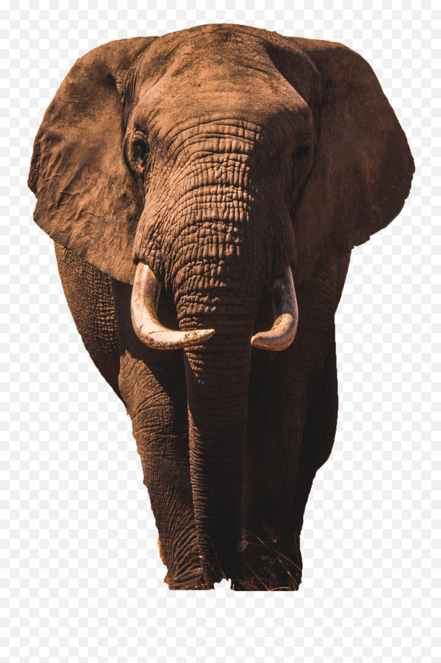 Discover Trending Elephant Stickers Picsart - Indian Elephant Emoji,Elephant Emoji