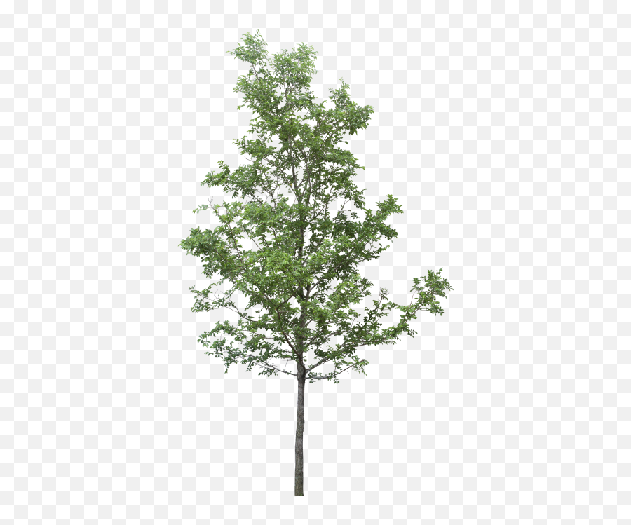 Single Tree Png - 6388 Transparentpng Tree Png Transparent Emoji,Pine Tree And Plant Emojis Facebook