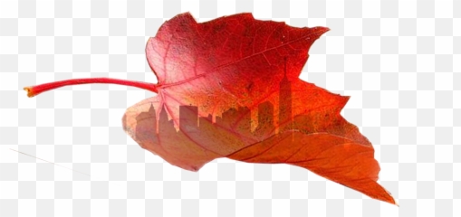 A Reflection - Plant Pathology Emoji,Fury Emotion