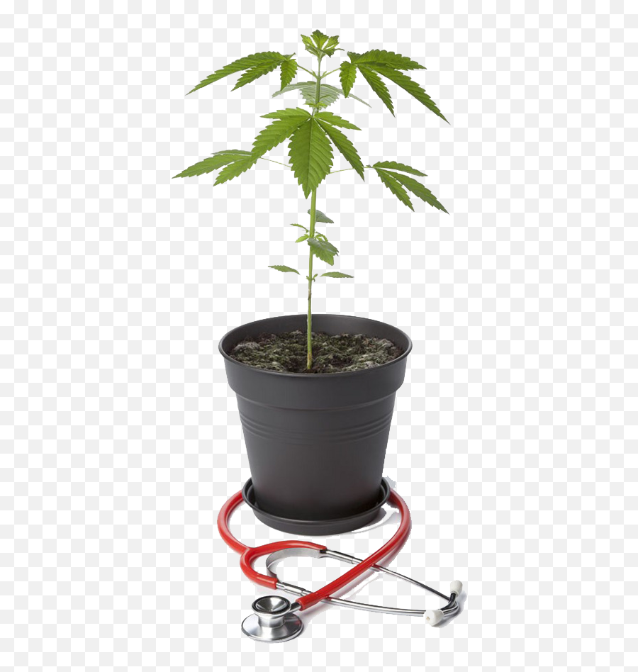 Potted Marijuana And Stethoscope Free Png - Planta De Maconha De Plastico Emoji,Marijuana Emojis