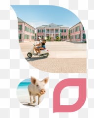 The Official Website Of The Bahamas - Parliament Of The Bahamas Emoji,Fb Emoticons?trackid=sp-006