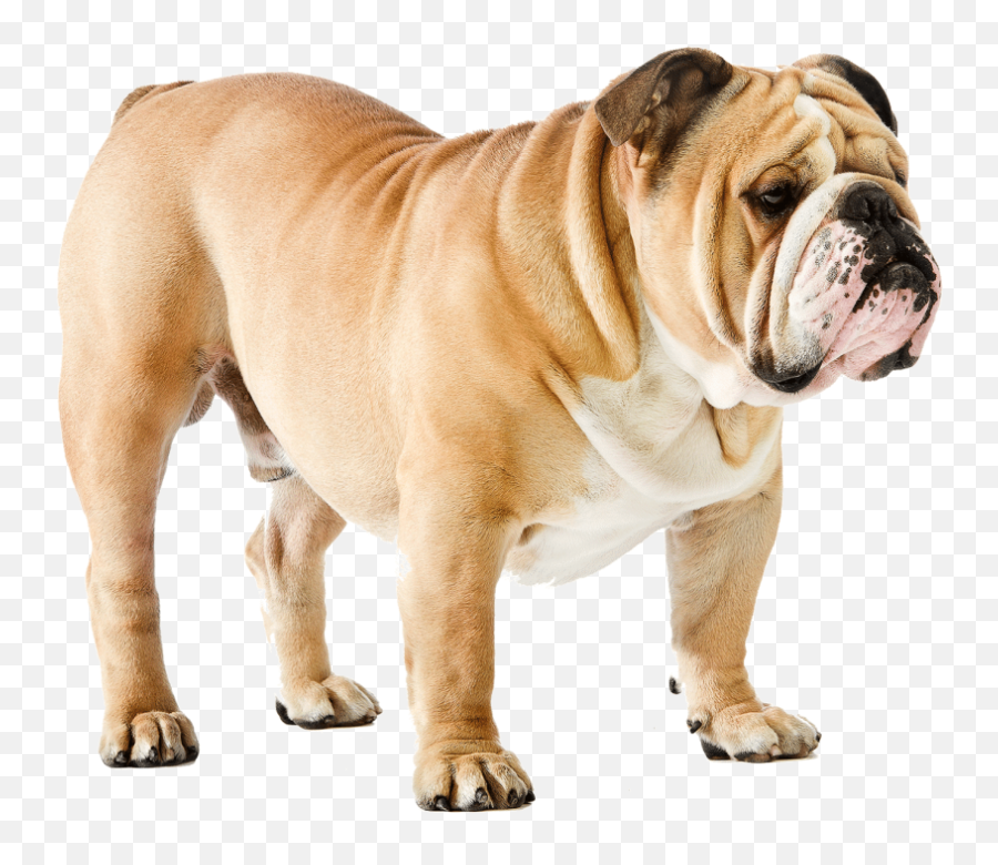 Pitbull Full Body Stand Dog Png Images - Bull Dog Png Emoji,English Bulldog Emoji