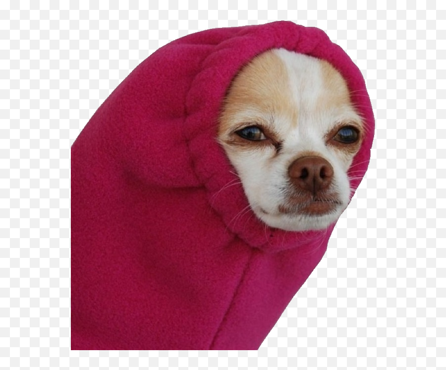 Buyfag Thread Keep It Vidya U003erecent Purchases U003epre Orderin - Chihuahua In Hoodie Emoji,Salt Bae Custom Emoji