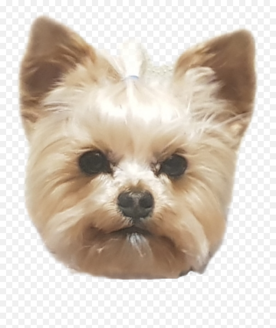 The Most Edited Yorkie Picsart - Vulnerable Native Breeds Emoji,Westie Emoticons