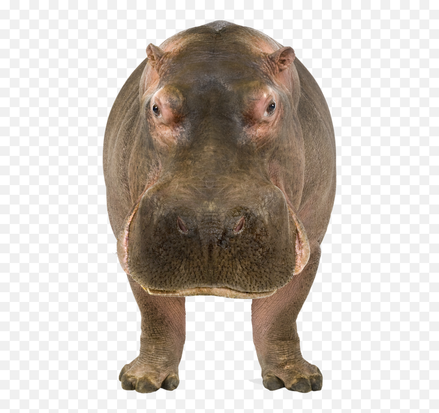 Most Downloads - Free Png Images Starpng Emoji,Small Hippo Emojis