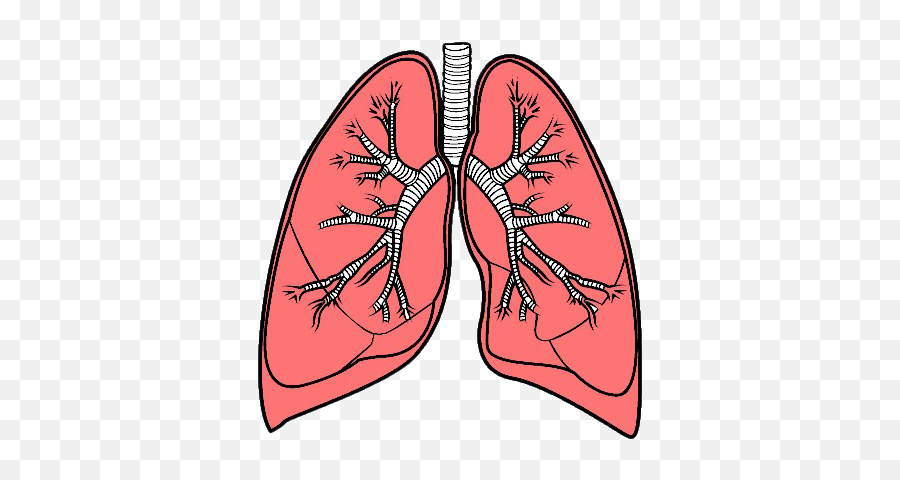 Lungs Png High - Quality Image Png Arts Emoji,Emoji Lungs