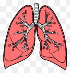 Lungs Png High - Quality Image Png Arts Emoji,Emoji Lungs