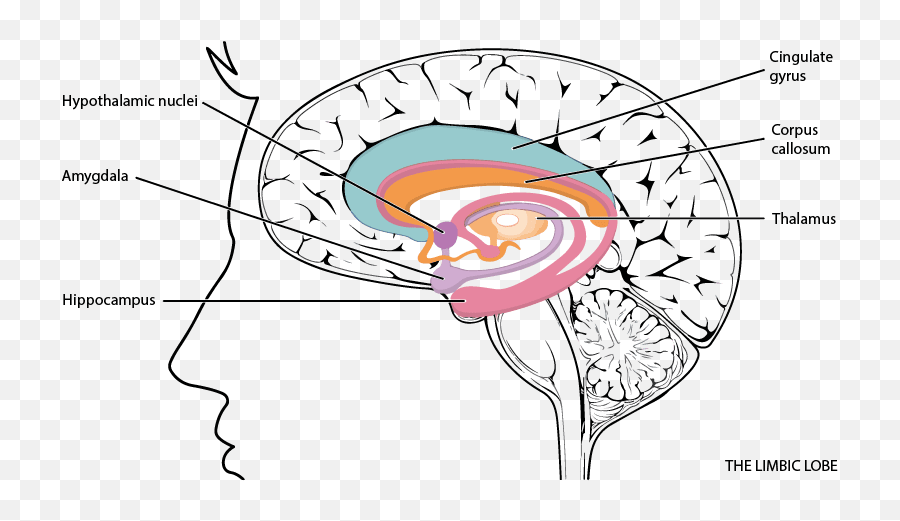 Research Measures - Part Of The Brain Controls Pupil Dilation Emoji,Evolution Of Emotions