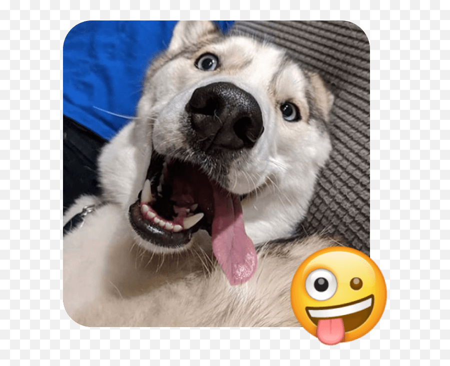 These 20 Doggies Are Totally Ready For World Emoji Day - Northern Breed Group,Yawning Emoji