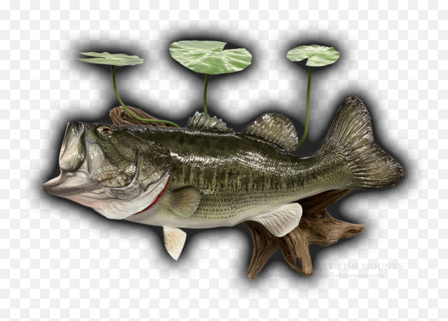 Largemouth Bass Fish Mount Replica - Happy New Year Large Mouth Bass Emoji,True Human Emotion Drum And Bass