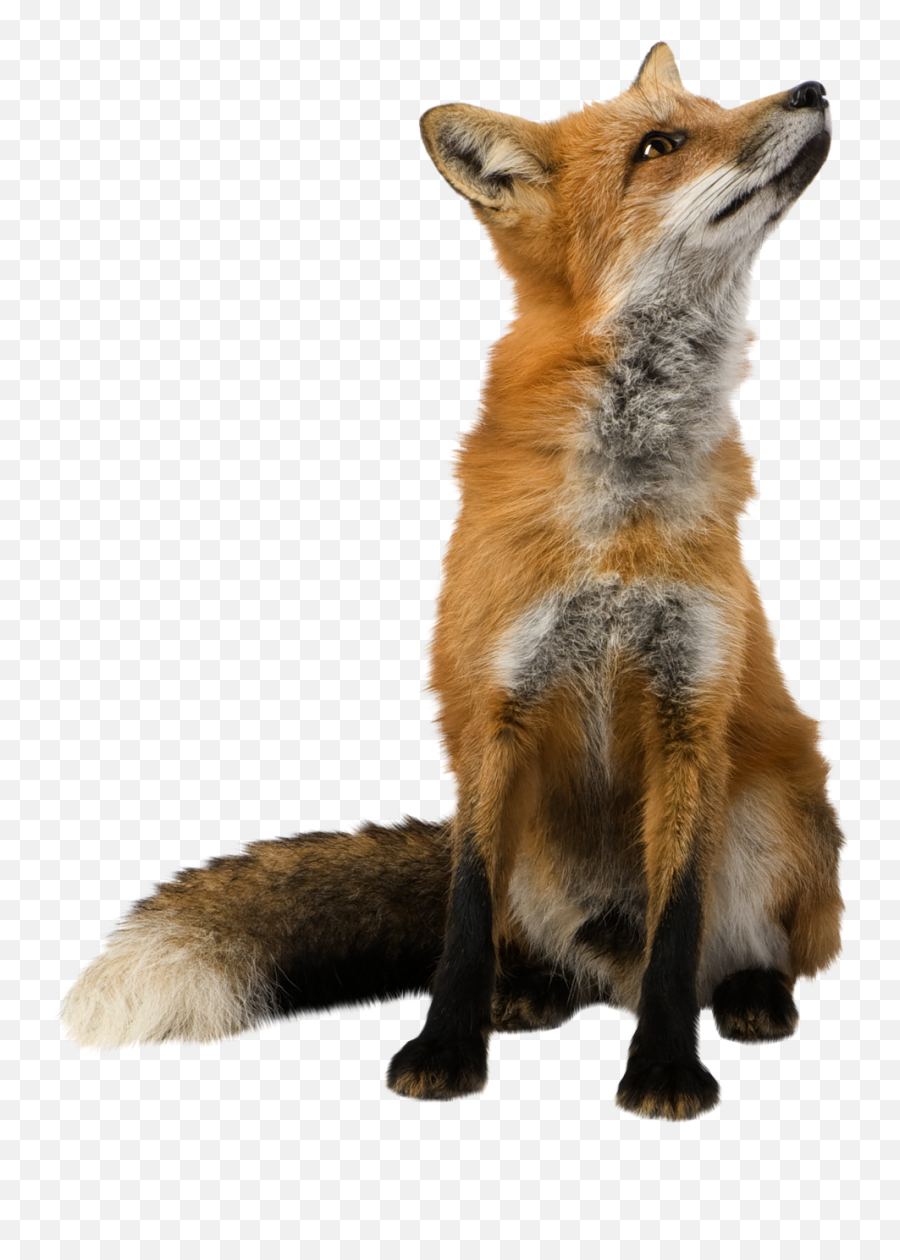 Fox Png Hd - Fox Transparent Png Emoji,Fox Emojis Transparent Background