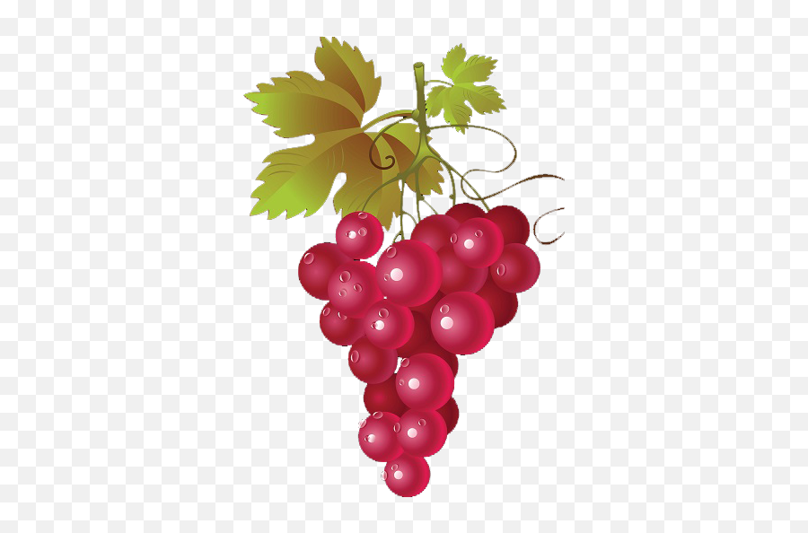 The Pinot Classic U2013 Page 2 - Transparent Background Grape Vine Clipart Emoji,Tharp Johnson Pum Emotion 2016