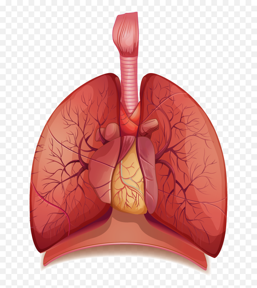 Breathing Png 2 Png Image 249858 - Png Images Pngio Respiratory System Png Emoji,Emoticons Plain Text 0=um0<