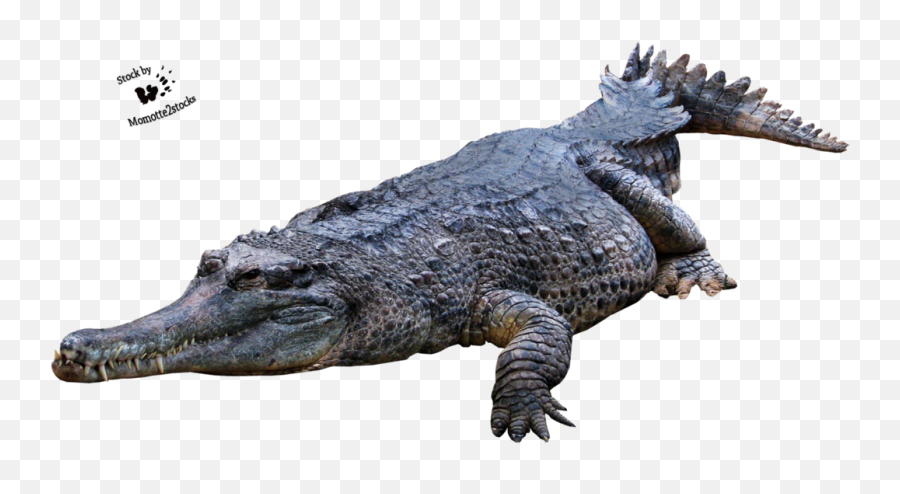 Download Crocodile Gator Png - Crocodile Png Transparent Crocodile Png Transparent Emoji,Facebook Emoticons Alligator