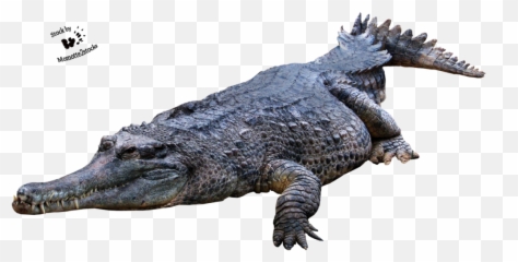 Download Crocodile Gator Png - Crocodile Png Transparent Crocodile Png Transparent Emoji,Facebook Emoticons Alligator