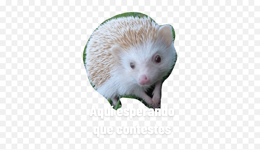 Tommy - Domesticated Hedgehog Emoji,What Does The Porxupine Emoticon