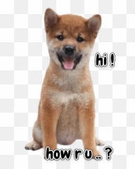 Little Musketeers Shiba Inu Emoji,Shiba Inu Emoji Png