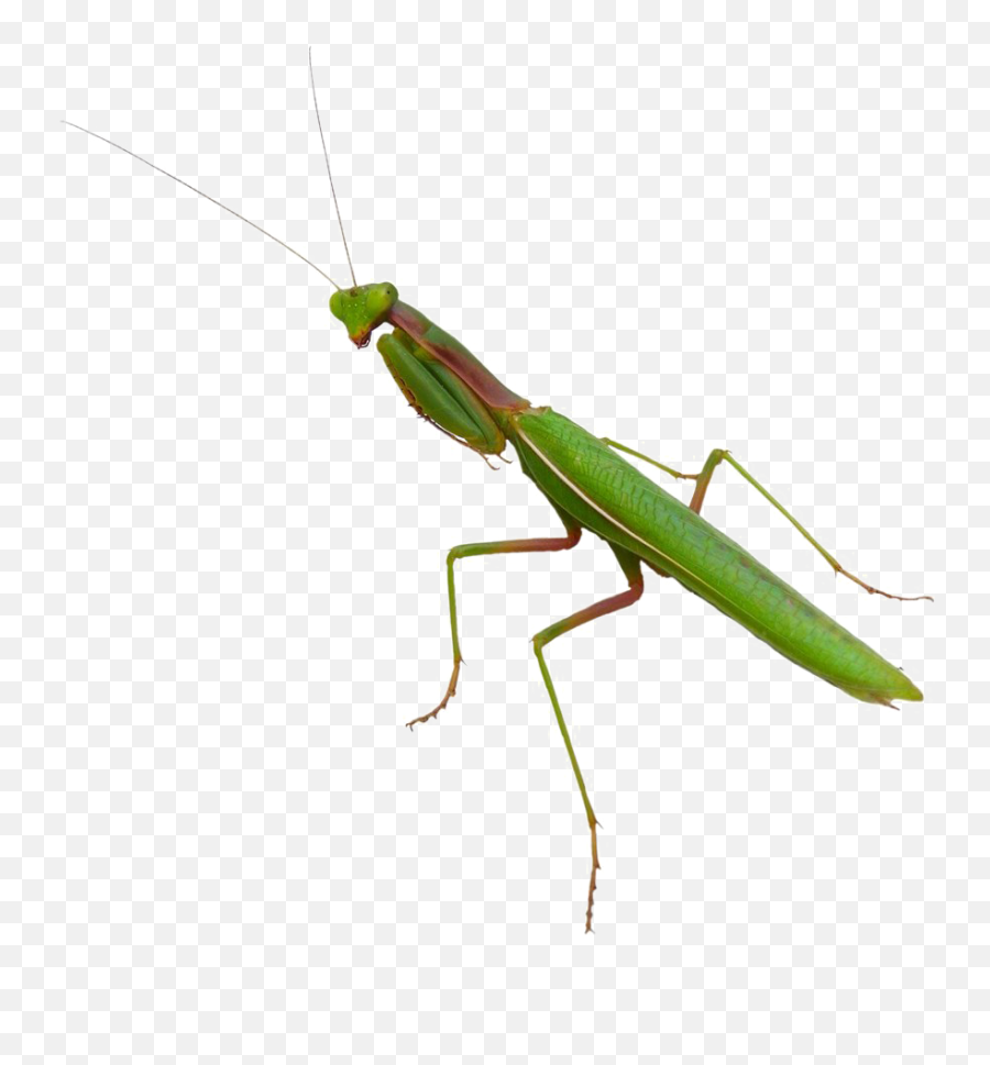 Mantis Png Transparent Images - European Mantis Emoji,Mantis Emoji