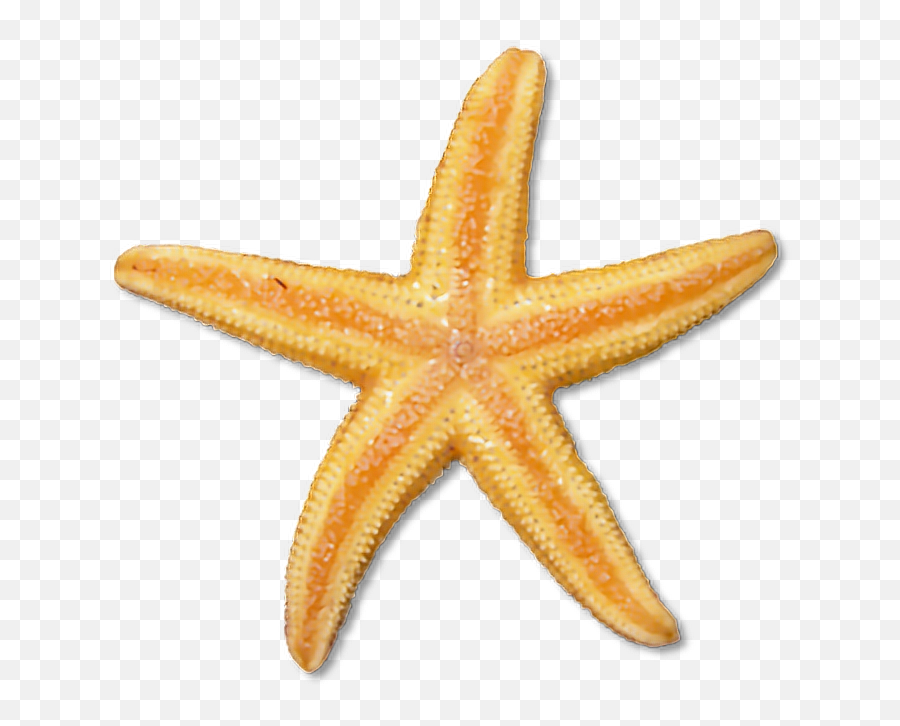 Starfish Sticker - Starfish Clipart Emoji,Starfish Emoji