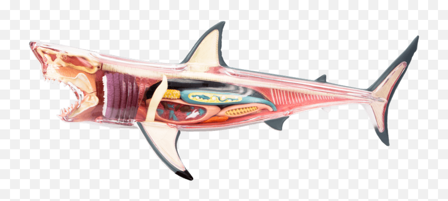 Chum The Dissected Shark - Great White Shark Emoji,Swordfish Emoji