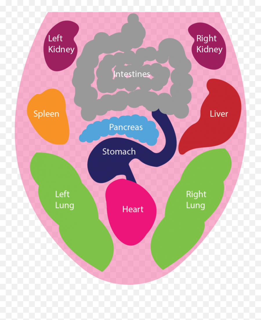 What Your Tongue Says About Your Health Leslie B Anthony Dmd - Tongue And Organs Emoji,How Your Emotions Affect Your Body Organs