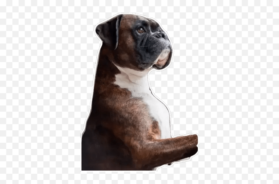 Boxer Stickers - Boxer Dog Waiting Emoji,English Bulldog Emoji