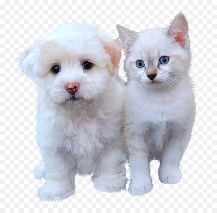 Gathered - Katt Och En Hund Emoji,Dogs And Cats Emotions