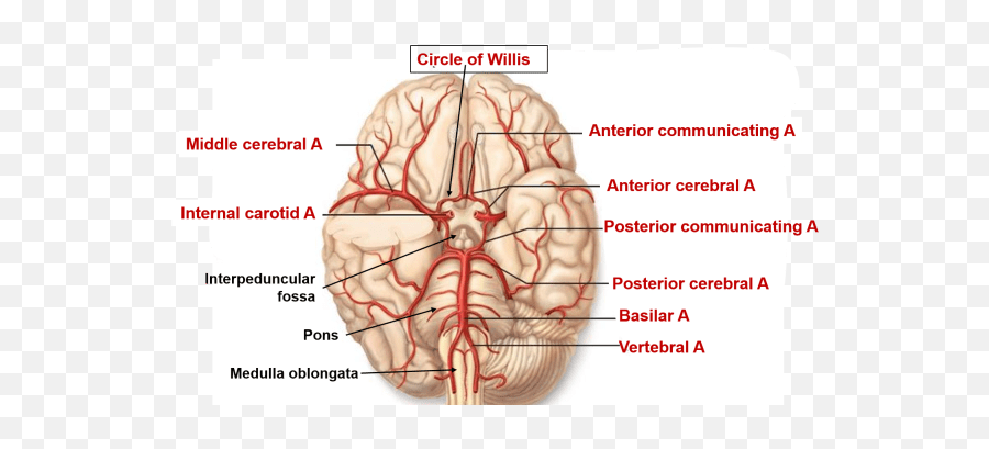 A Deeper Look At Strokes - Major Arteries Of Brain Emoji,Meningioma Affects Areas Of Brain Right Occipital Emotions