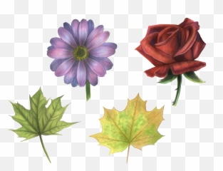 Everything About Copic Marker - Module 5 Nature Yunuyei Emoji,What Does Maple Leaf And Wheel Emoji Mean