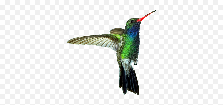 Download Free Hummingbird Transparent Icon Favicon Freepngimg - Hummingbird Png Transparent Emoji,Hummingbird Emoji