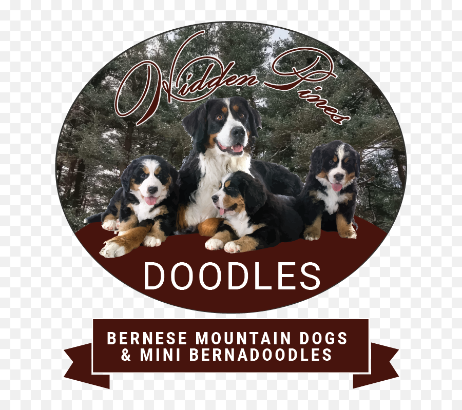 Mini Bernedoodles U0026 Bermese Mountain Dogs Hidden Pines Doodles - Bernese Mountain Dog Emoji,Dogs Pick Up On Our Emotions