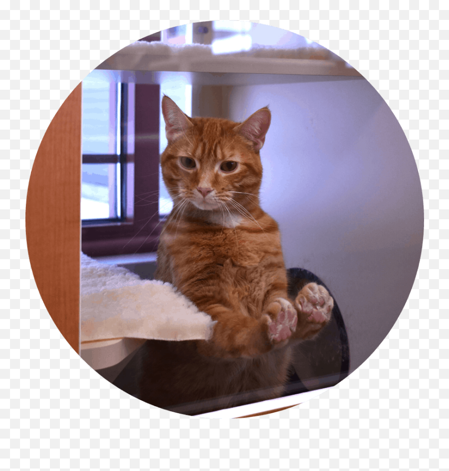 Pet Boarding Brookfield Wi Brook - Falls Pet Resort U0026 Doggy Emoji,Cat Ears That Respond To Emotion