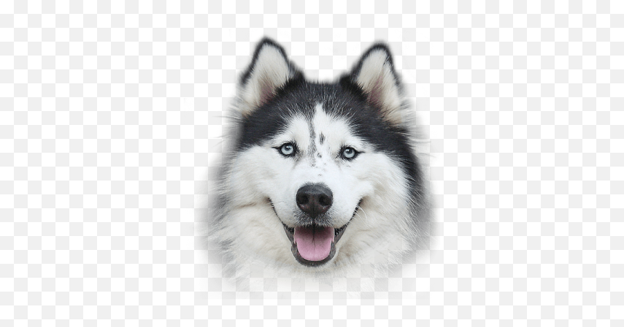 How To Train Your Dog The Key To A - Transparent Background Husky Dog Png Emoji,Husky Emotions