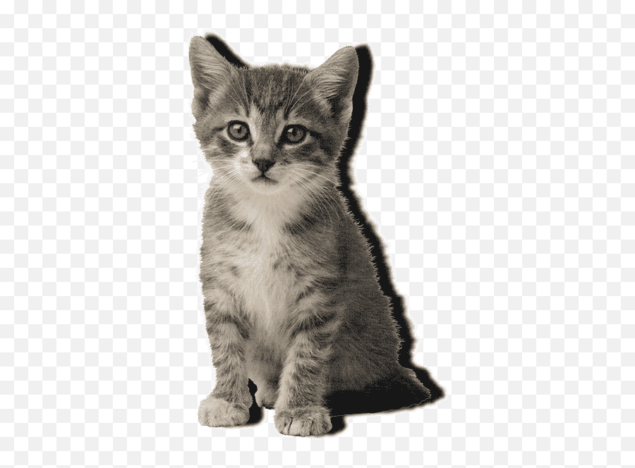 Top Black Kitten Stickers For Android - Rough Hard Smooth Soft Emoji,Grey Kitty Emoticon In Android