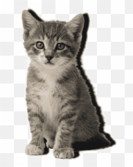 Top Black Kitten Stickers For Android - Rough Hard Smooth Soft Emoji,Grey Kitty Emoticon In Android