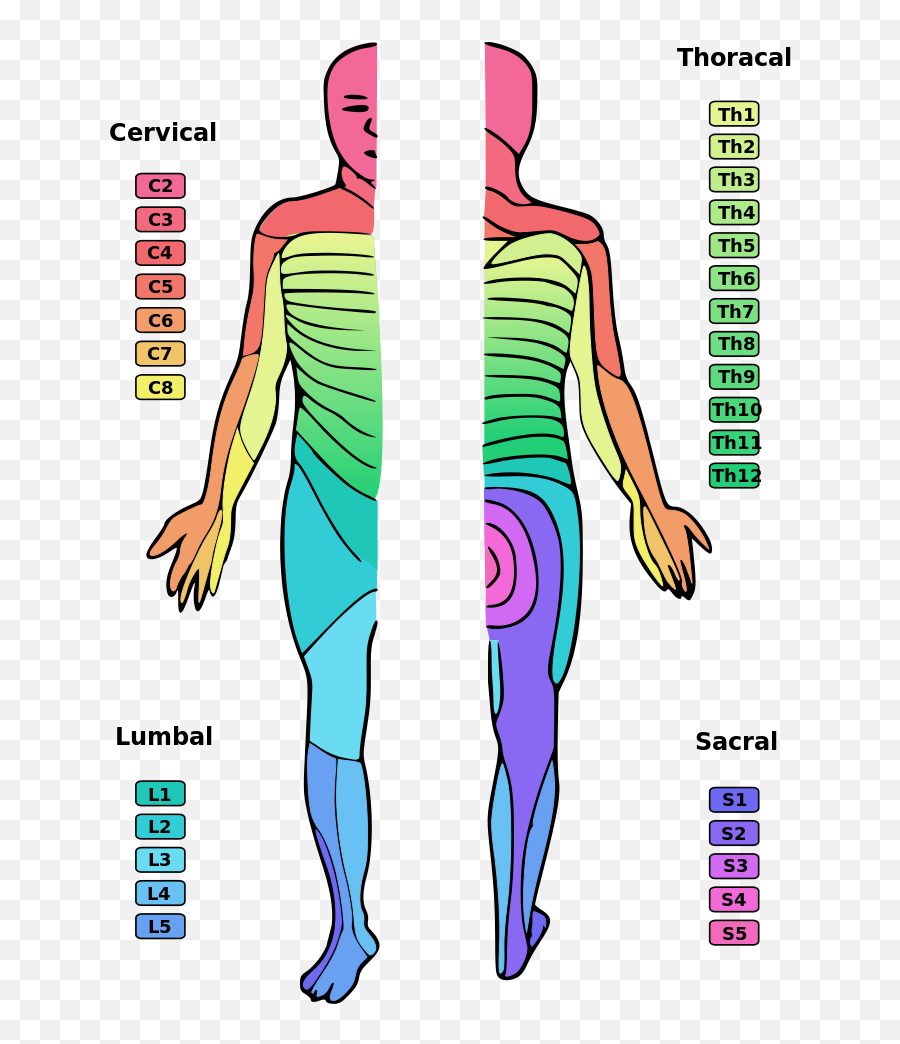 116 Peripheral Nervous System - Biology Libretexts Spinal Cord Injury Levels Emoji,Emotions Influecne Autonomic Resctions Primarlt Fhrough Thevintsgration In The