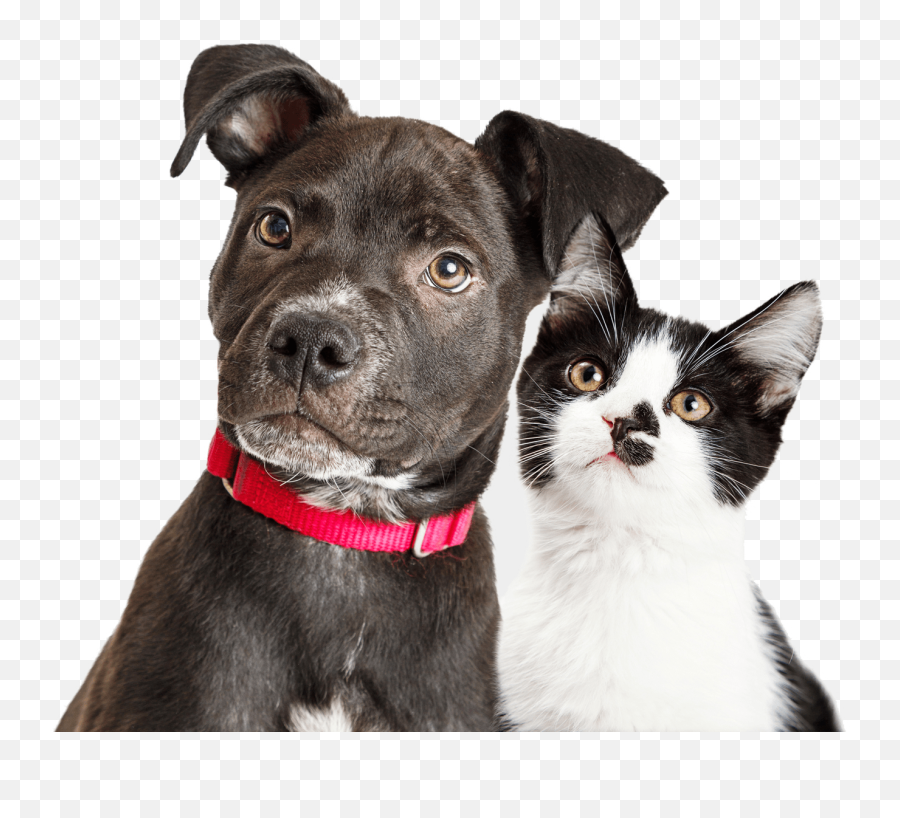 Pet Vaccinations In Vestal New York Vestal Veterinary - Allergic Dogs And Cats Emoji,Dog Emotion 50% Up