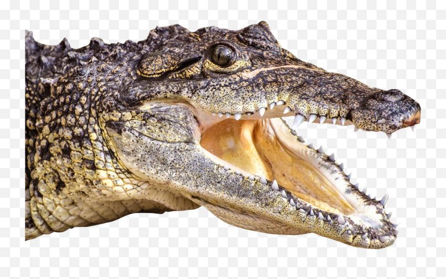 Nova Paleontologists Among Portuguese Researchers Who - Crocodile Head Png Emoji,Facebook Emoticons Alligator
