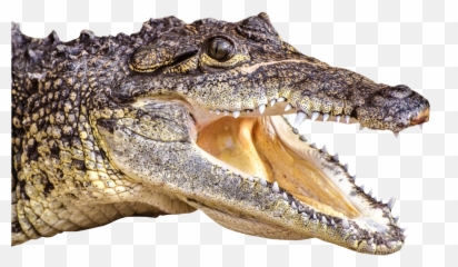 Nova Paleontologists Among Portuguese Researchers Who - Crocodile Head Png Emoji,Facebook Emoticons Alligator