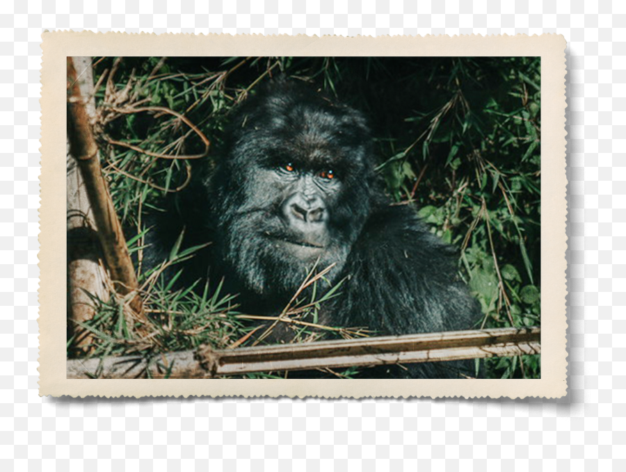 Ellen Fund Degeneres - Picture Frame Emoji,Different Chimpanzee Emotions