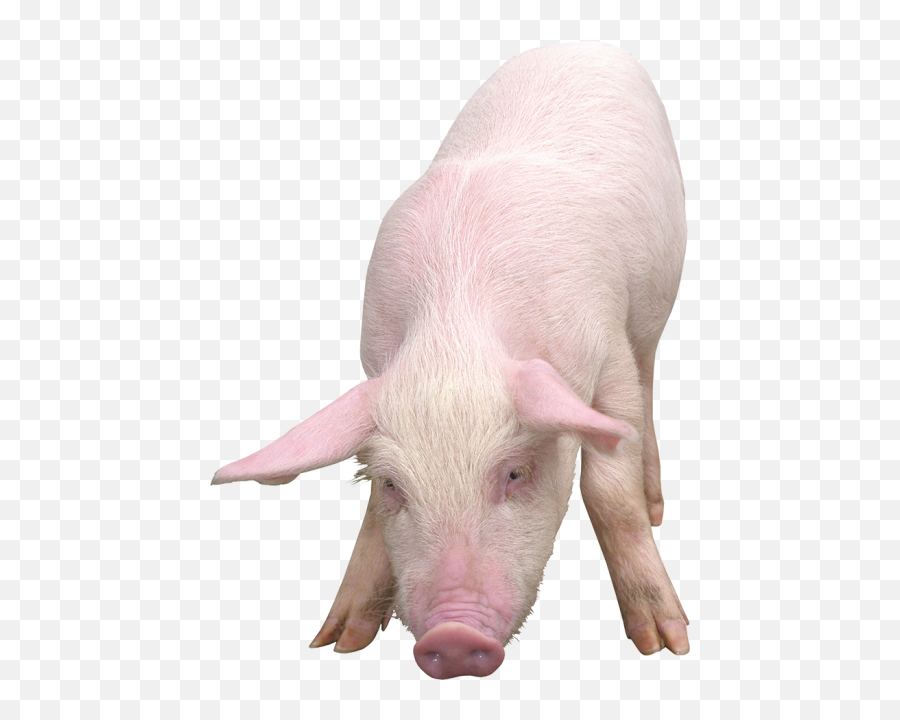 Pig Eating Png Transparent Images - Pig Png Emoji,Pig Emoji Mages Transparent Background