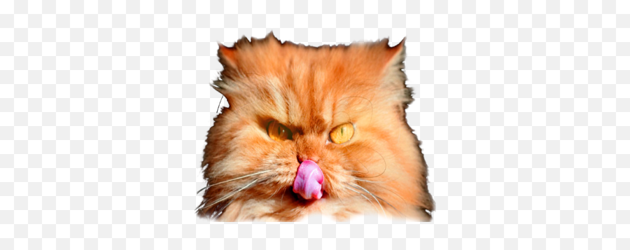 Hats Gota - Soft Emoji,Cat Emoji Gota,io