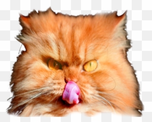 Hats Gota - Soft Emoji,Cat Emoji Gota,io